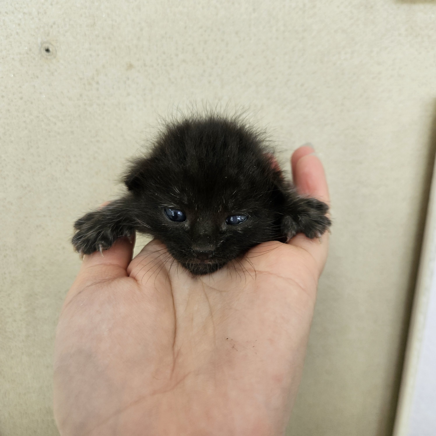 [고양이] 한국 고양이 대구-수성-2025-00246 유기동물 배경 이미지 입니다.